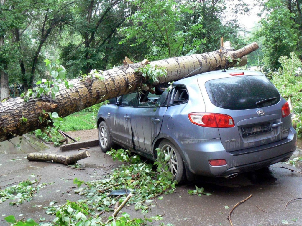 Что делать если на ваш автомобиль упало дерево?